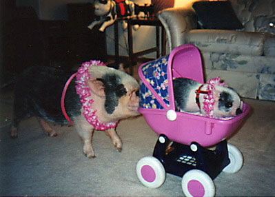 Teeny pushing a buggy